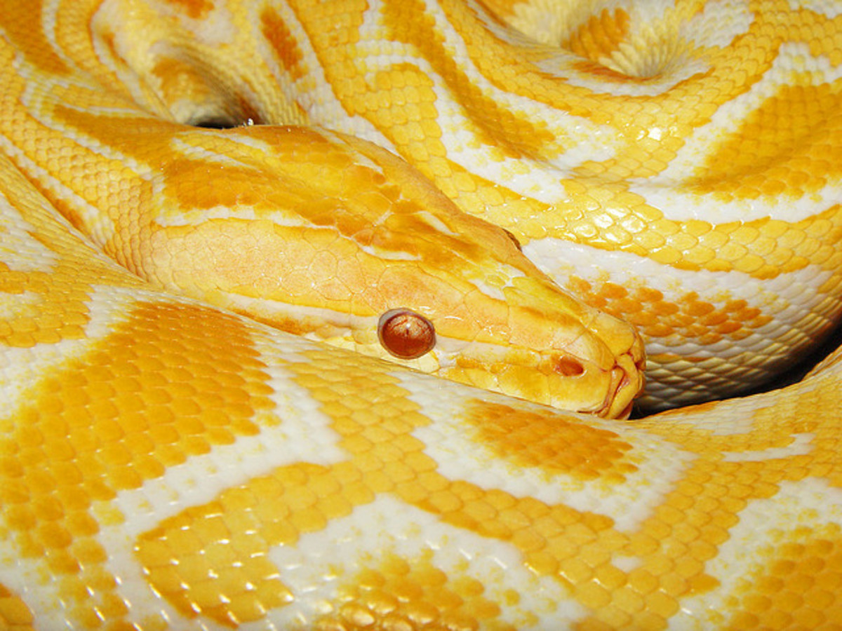 Beautiful Snakes - HubPages