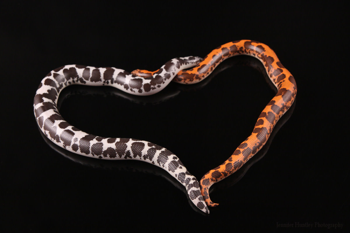 beautiful-snakes