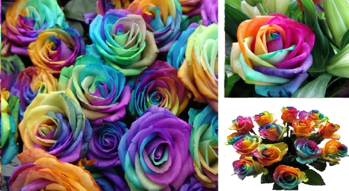 How to make Rainbow Roses: a Step by Step Guide