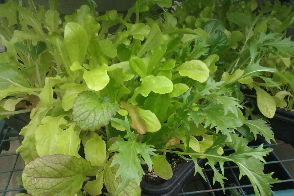 Salad leaves in container