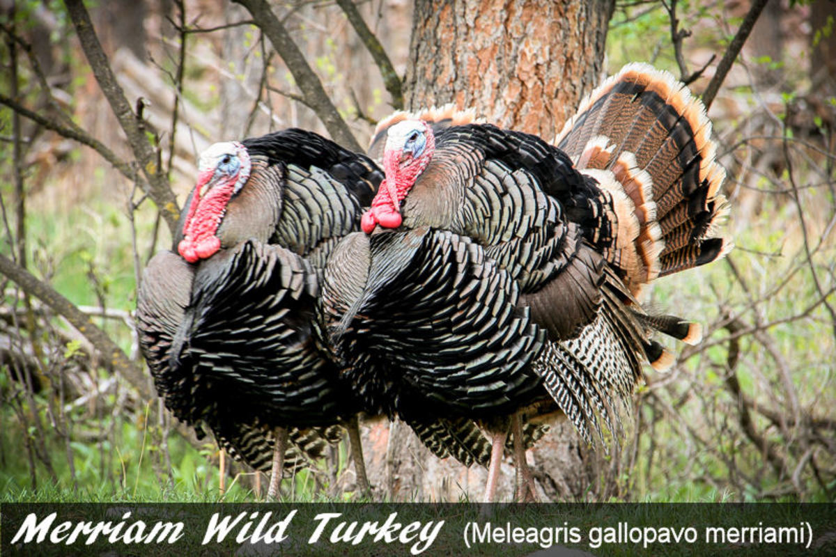 The 5 Wild Turkey Subspecies In North America With Photos Owlcation