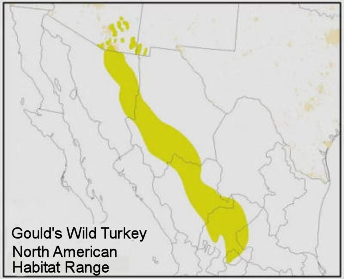 The 5 Wild Turkey Subspecies in North America (With Photos) Owlcation