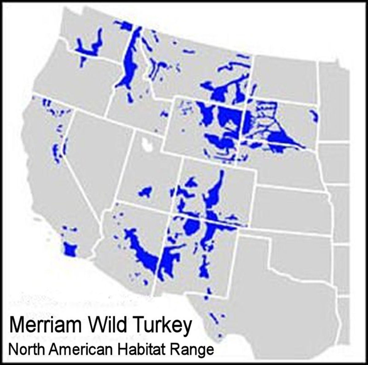 The Merriam wild turkey Regional Habitat