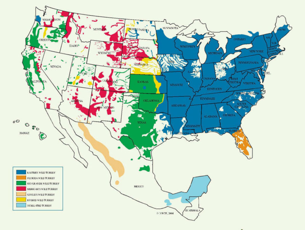 This map shows the distribution of North America's five wild turkey subspecies. 