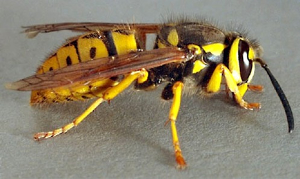 red-wasps-and-yellow-jackets