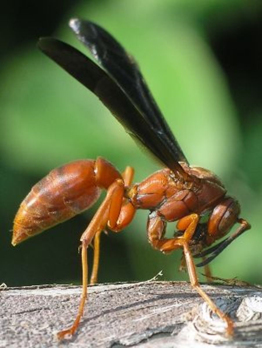 red-wasps-and-yellow-jackets