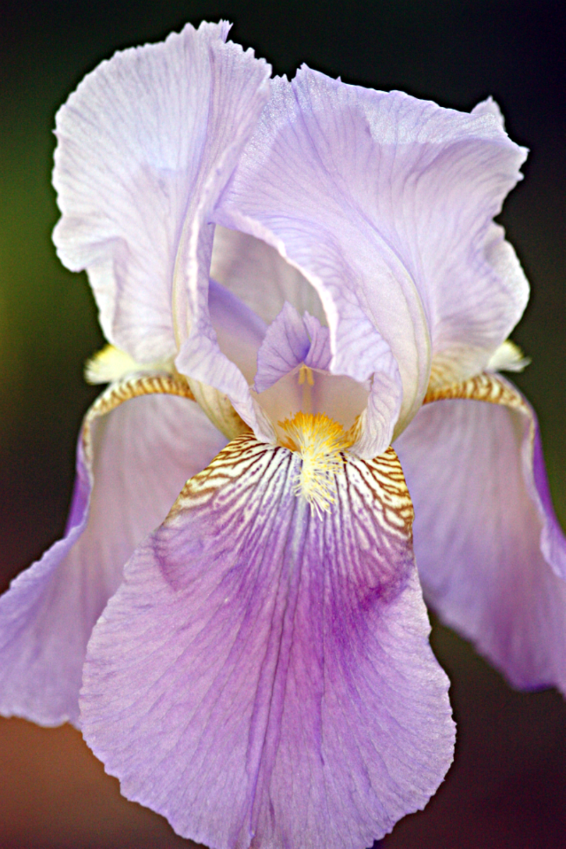 Lavender Bearded Iris