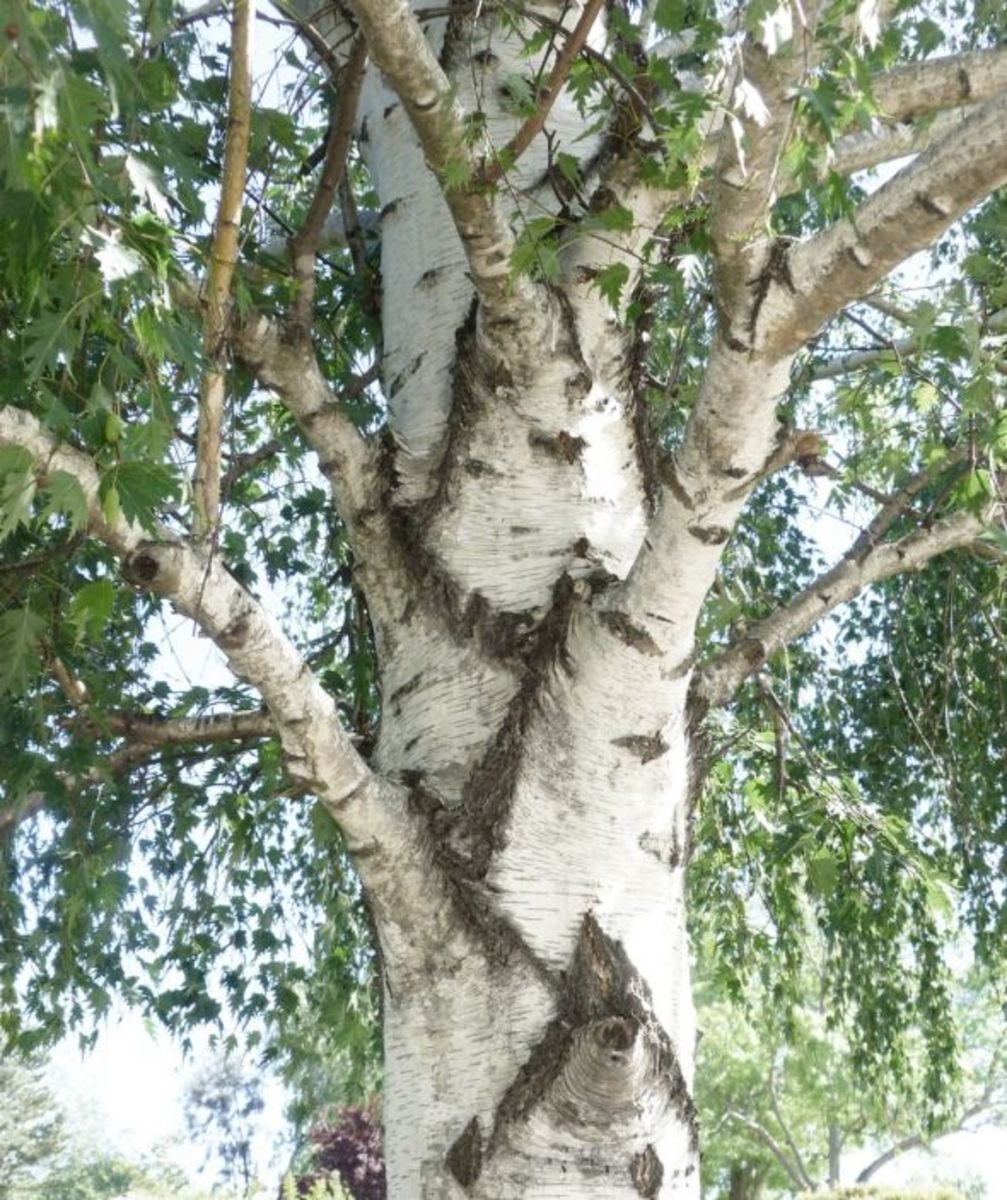 Cutleaf Weeping Birch Trees HubPages
