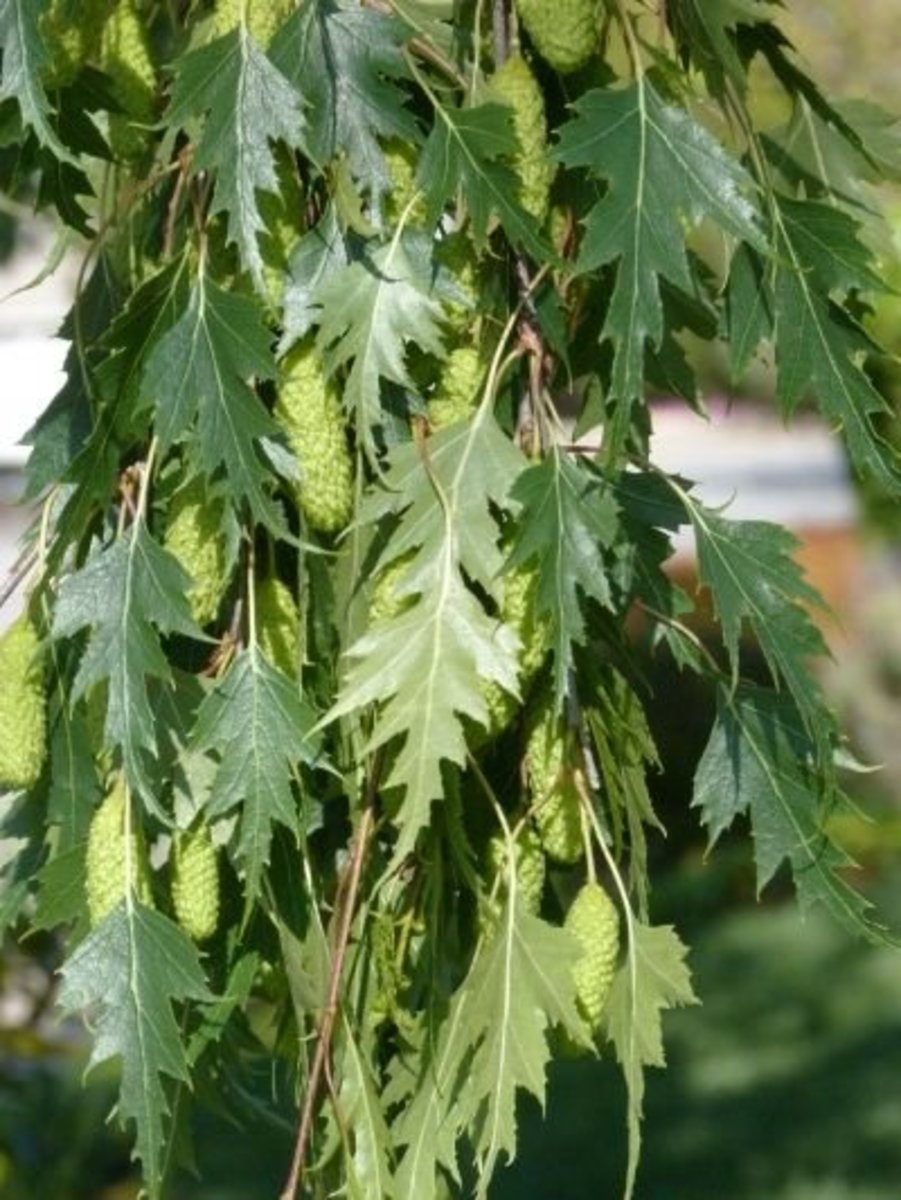 Cutleaf Weeping Birch Trees - HubPages