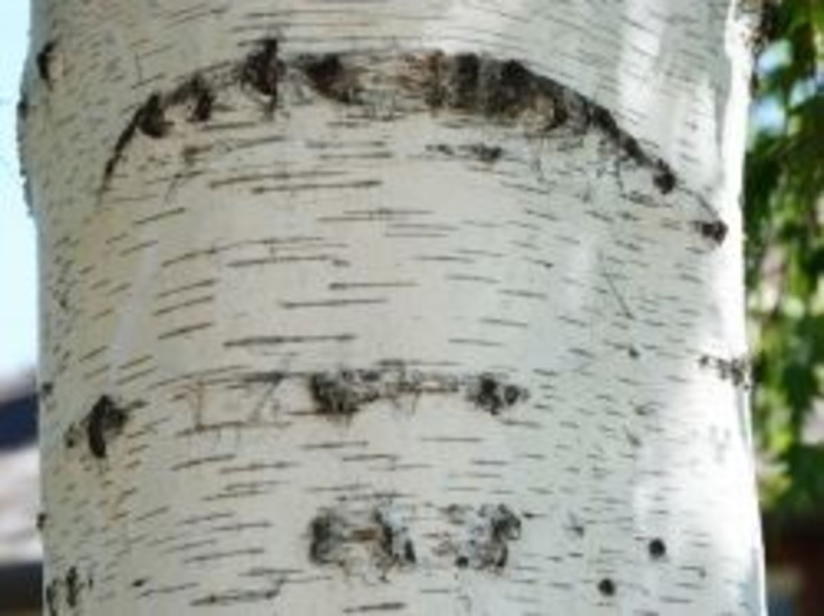 Cutleaf Weeping Birch Trees HubPages