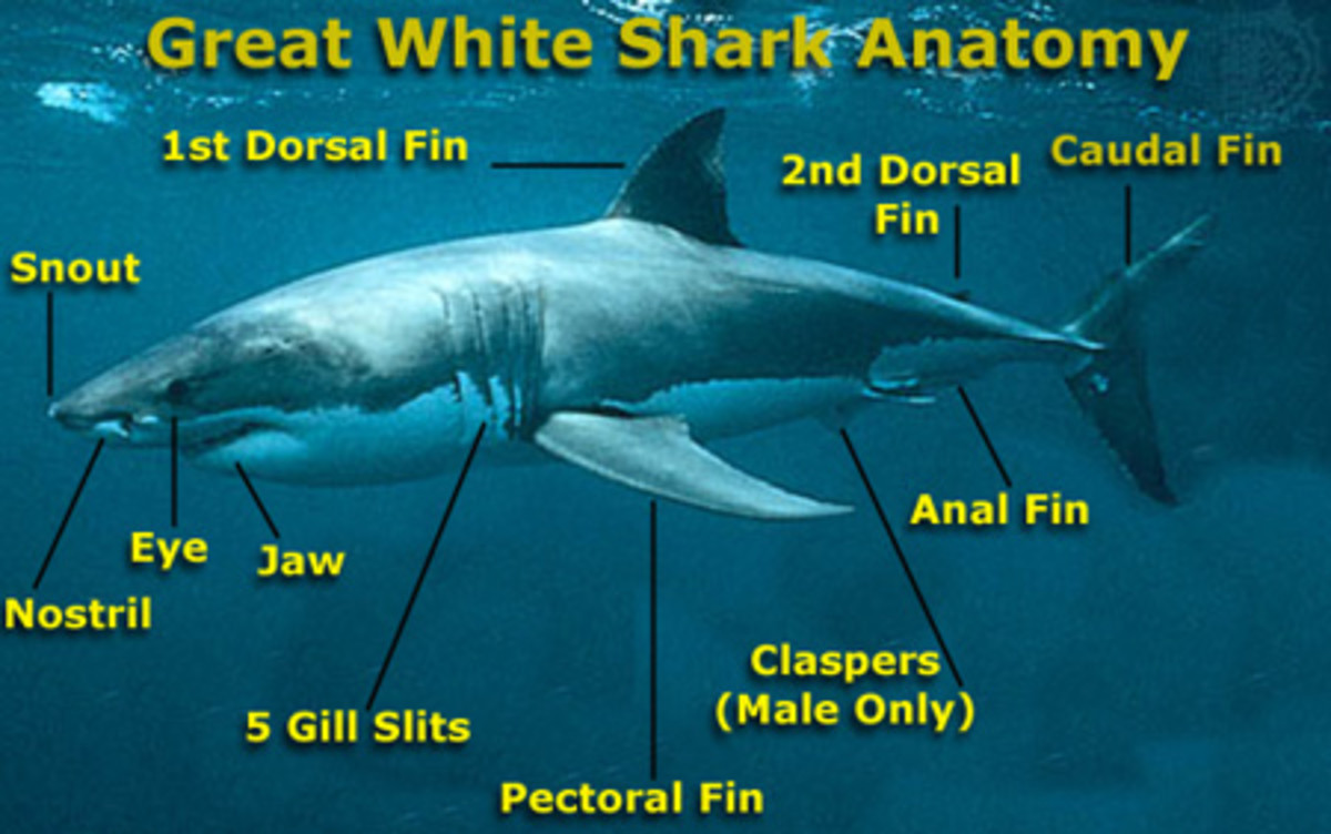 great white shark life cycle diagram