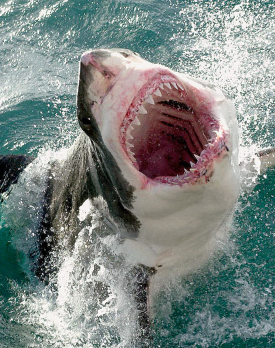 Great White Shark Evolutionary Senses - Learn amazing facts!