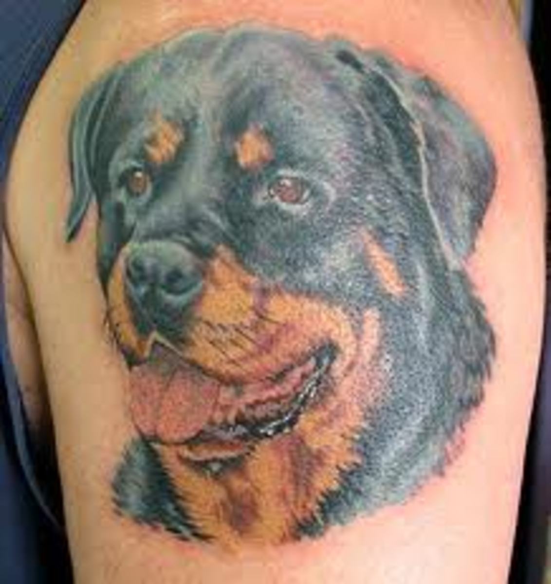 Rottweiler Tattoo Designs | TikTok