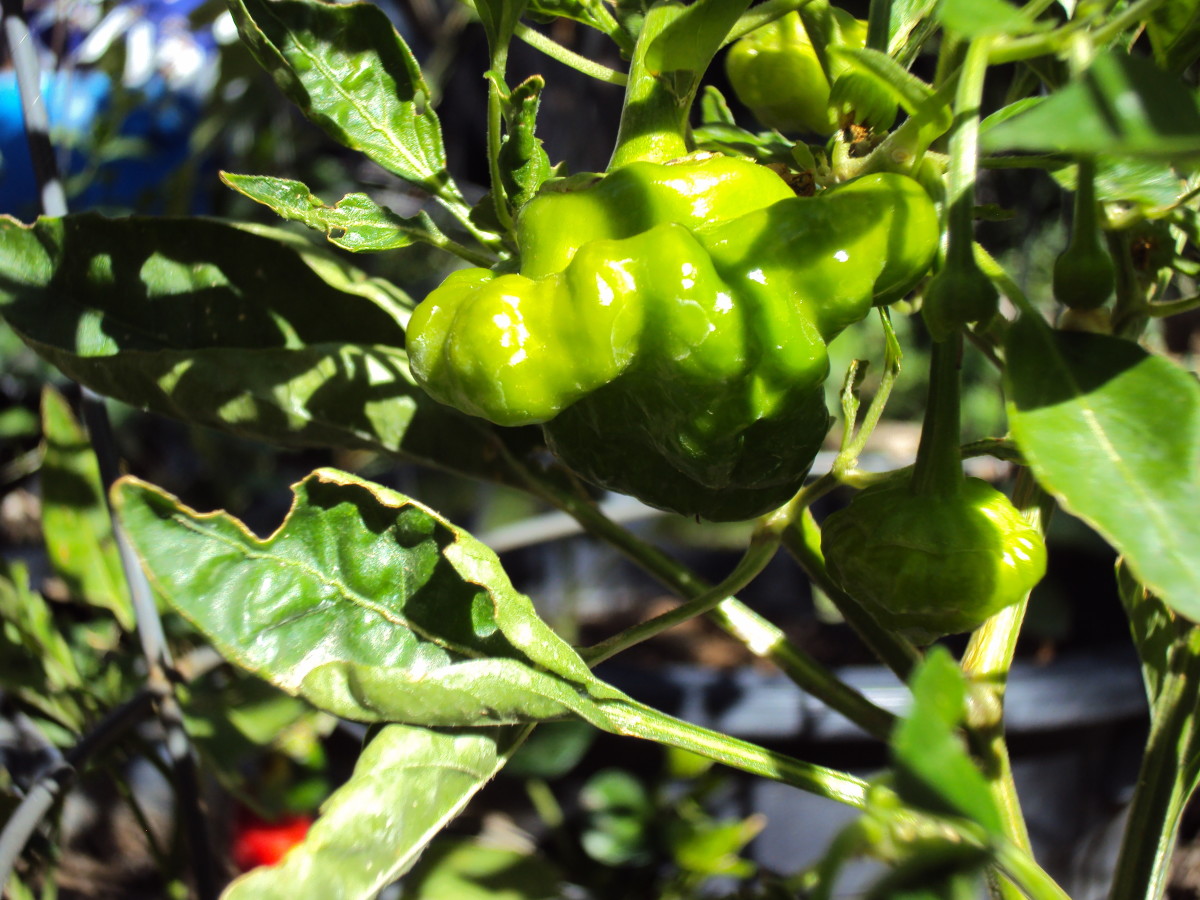 A cluster of habanero plants on the vine.
