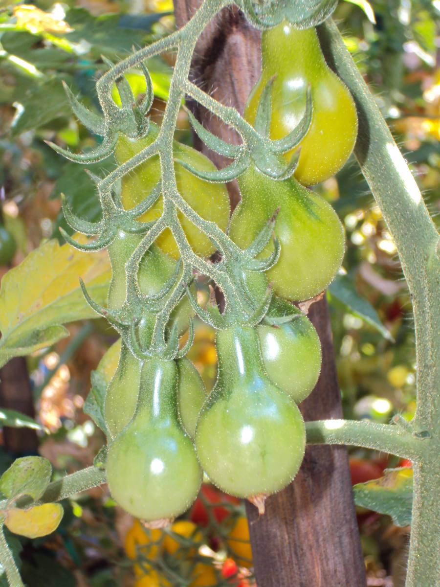 Closeup of pear tomaotes.