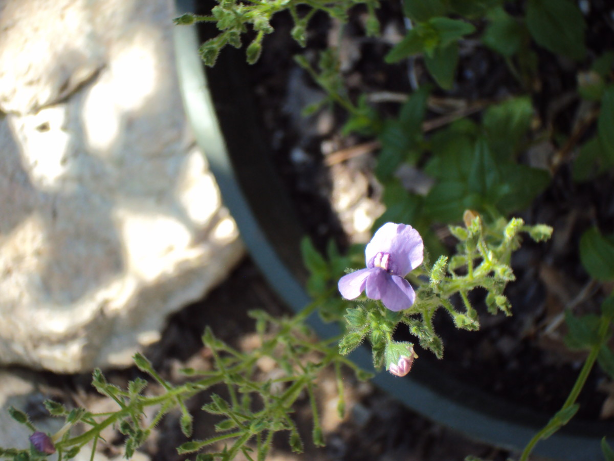 The little purple flower.