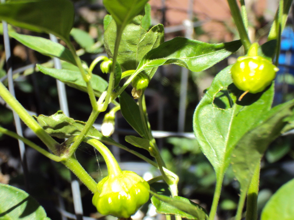 The shape of the habanero peppers and the leaves are very interesting on this plant.