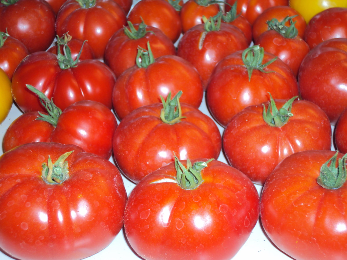 Tomatoes are lined up on the kitchen counter.