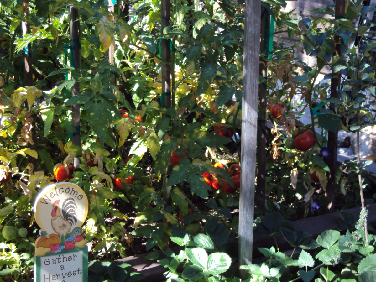 The beef steak tomatoes are growing on the vine.