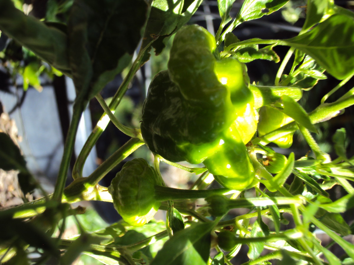 I love the shadows on the habanero pepper.