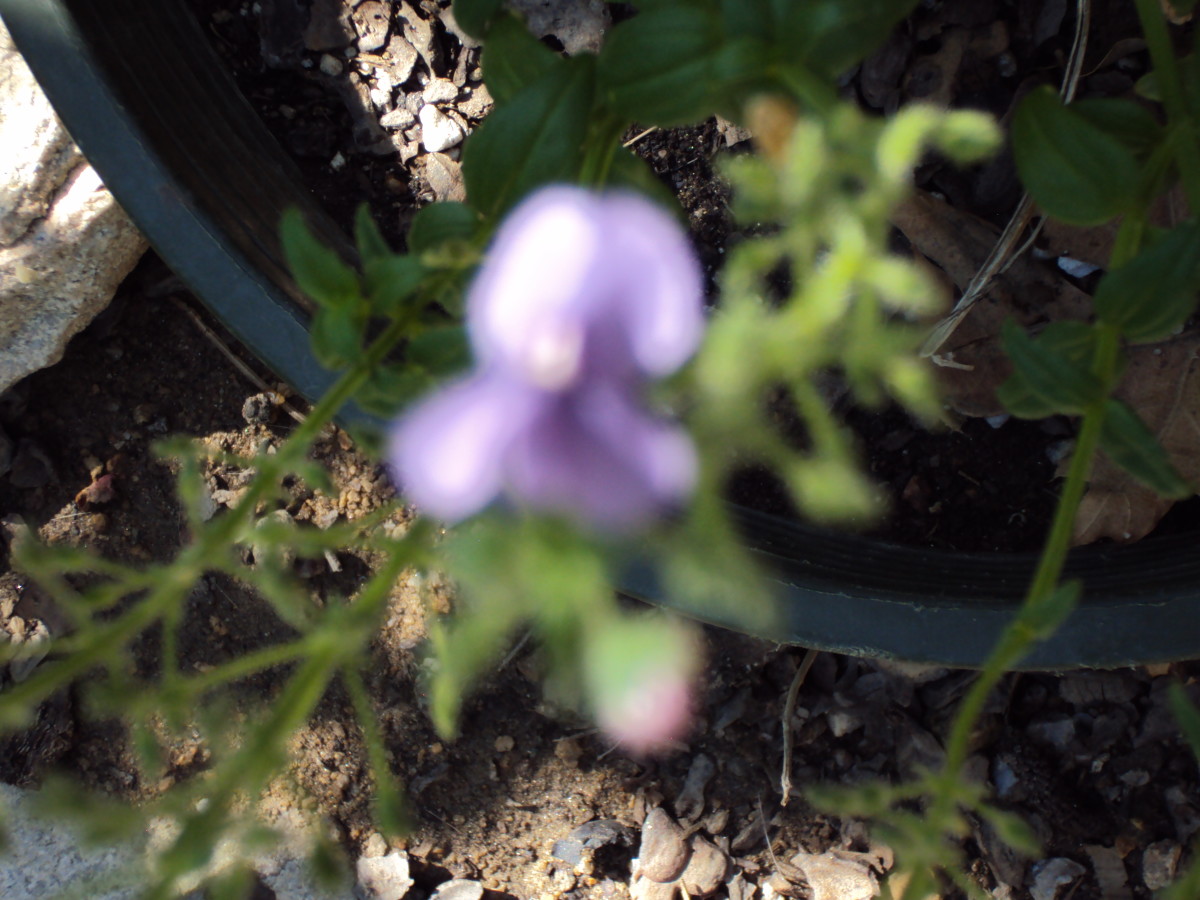 Small purplish flower.