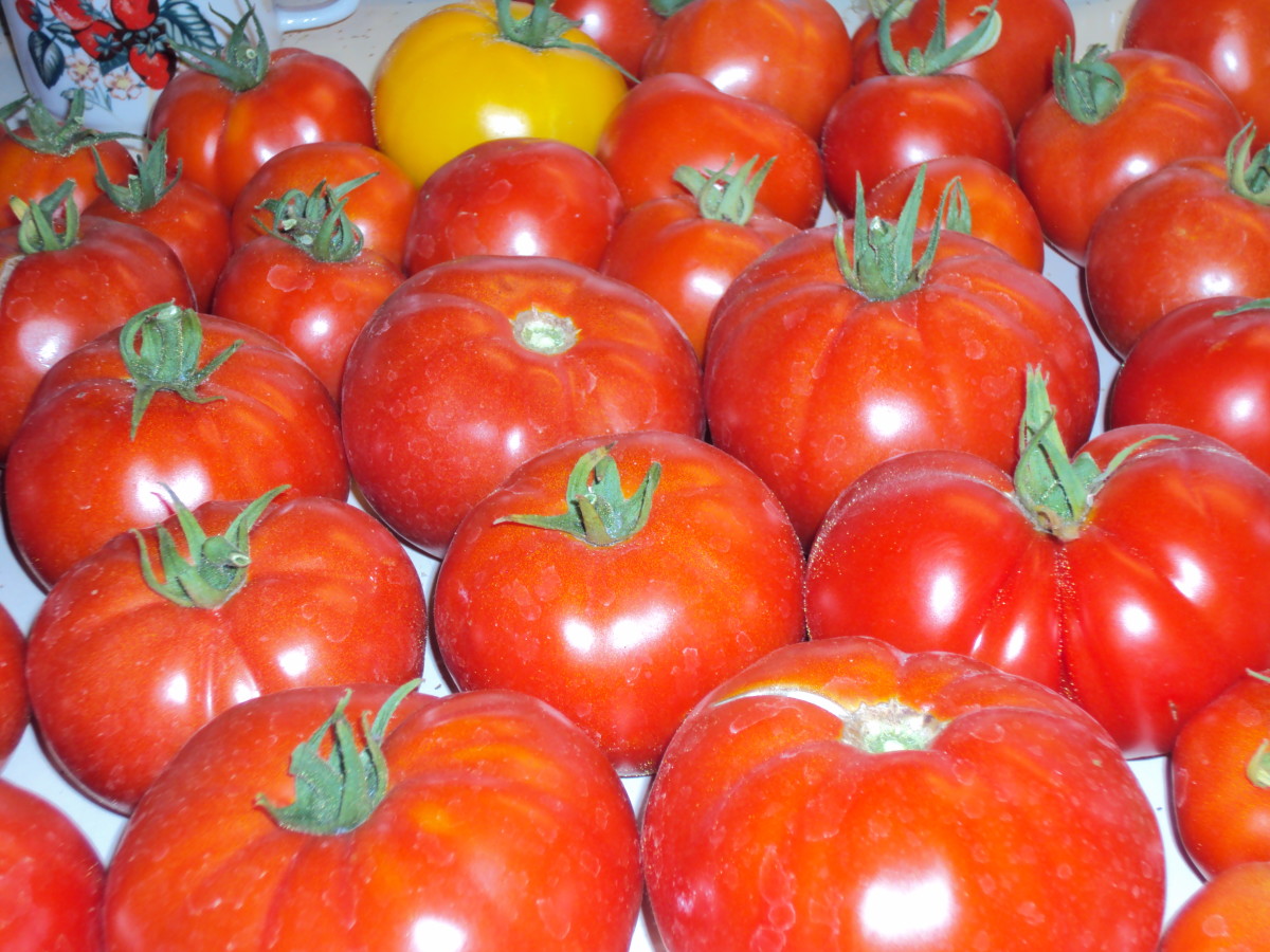 The beauty of organic homegrown tomatoes.