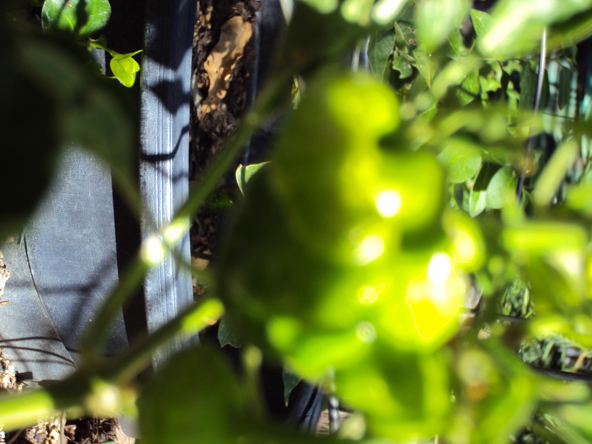 Out of focus habanero peppers on the vine.