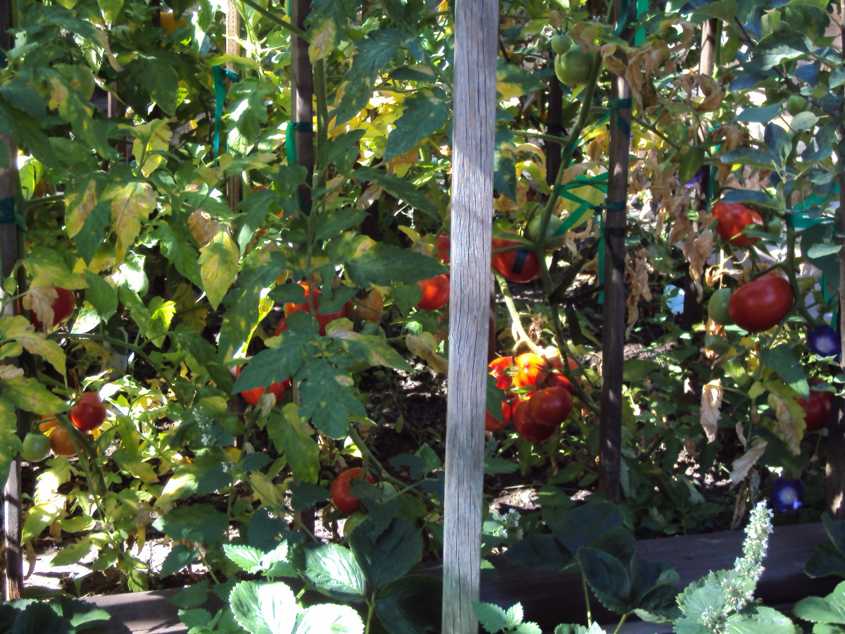 Red tomatoes growing on the vine.