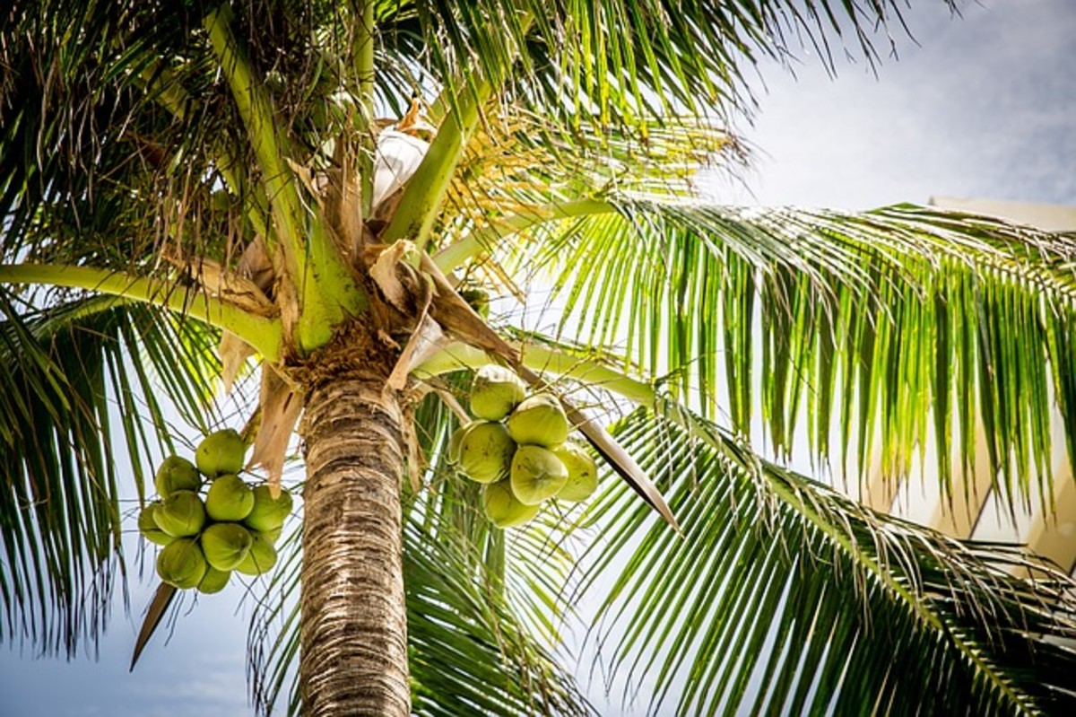 facts about the coconut tree: description and uses - owlcation
