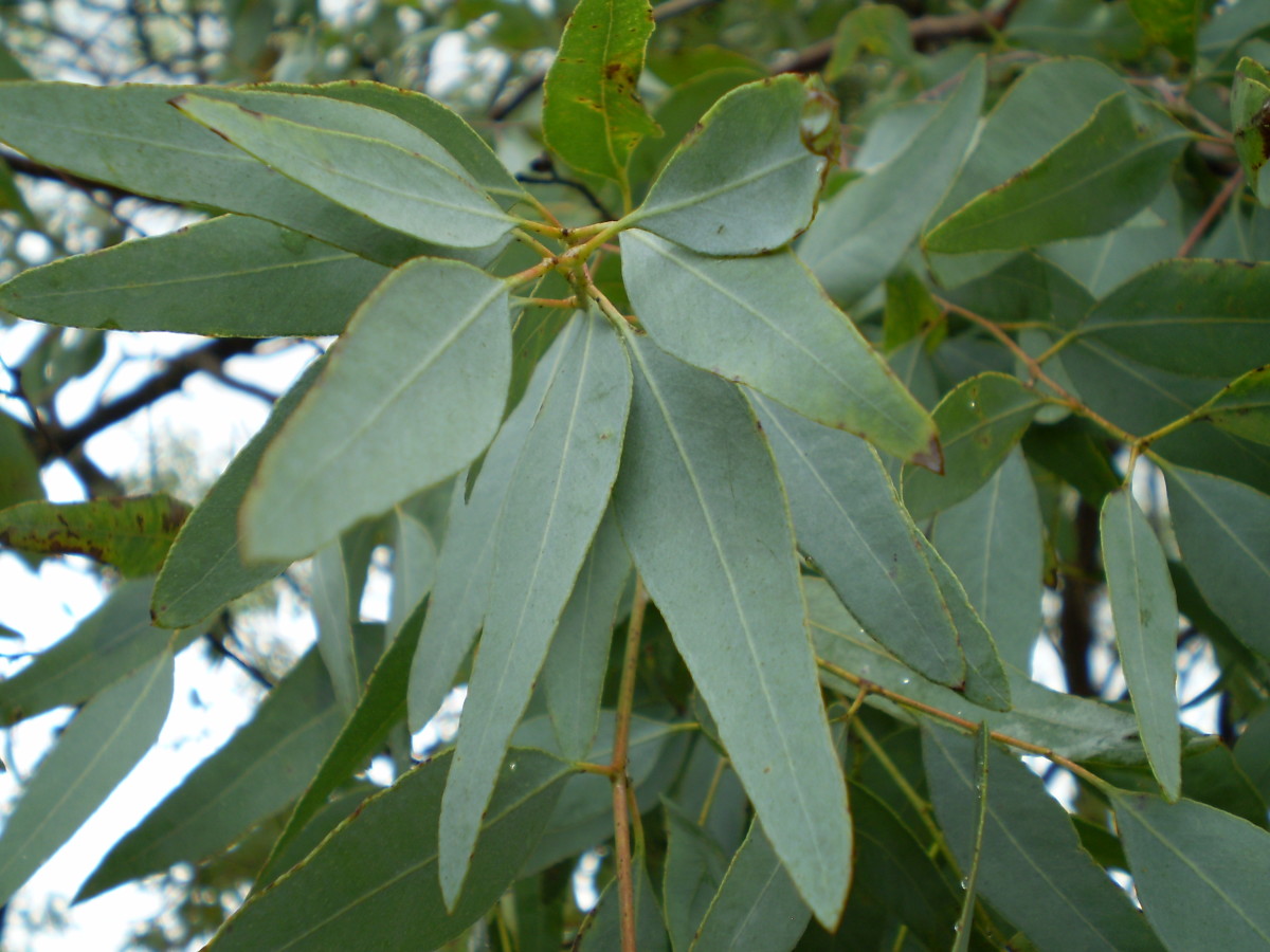 Eucalyptus Tree Facts