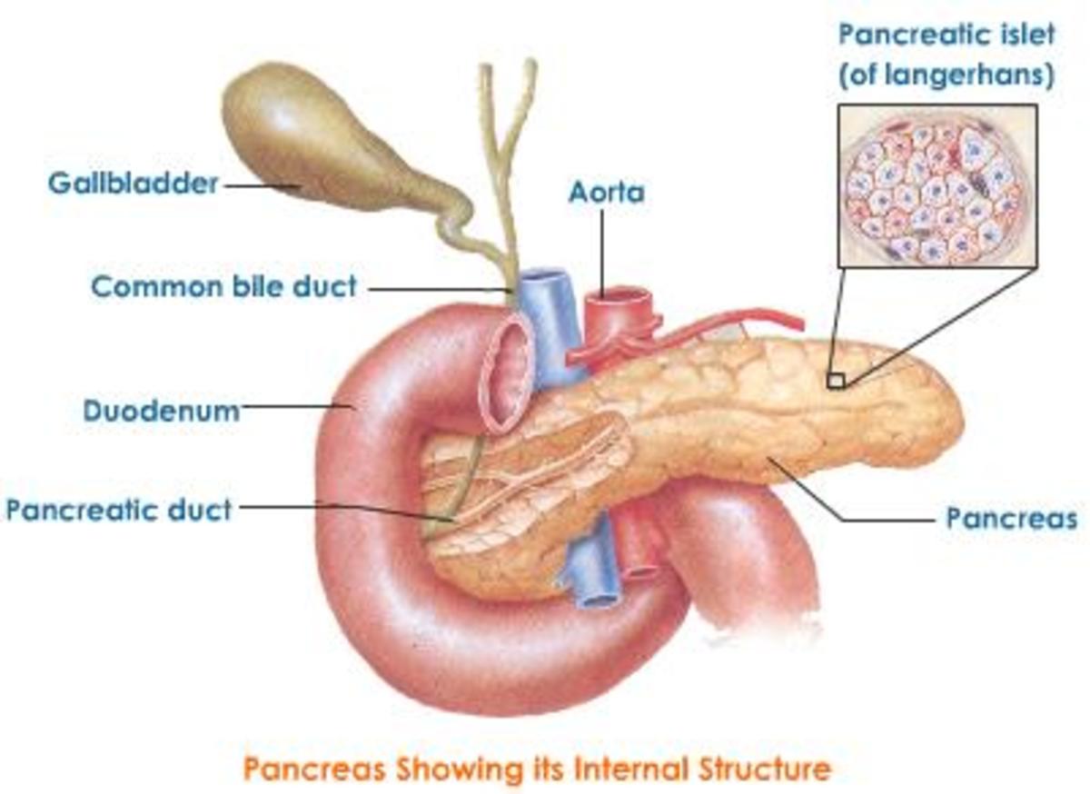 Structure of Pancreas