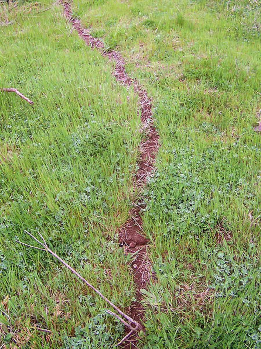 Ant trail cut through grass