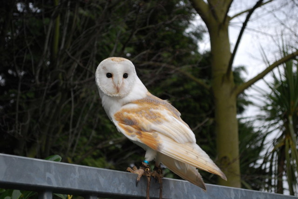 English barn owl