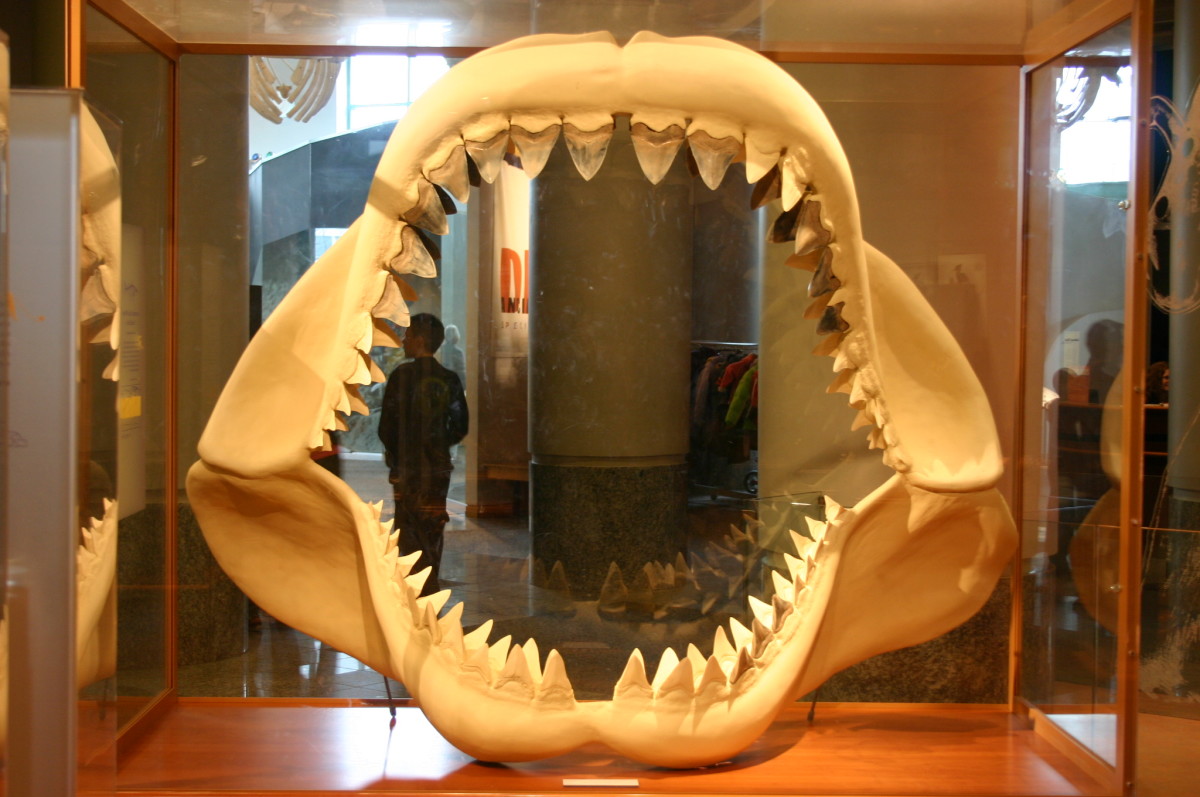 reconstructed Megalodon jaws at the North Carolina Museum of Natural Sciences