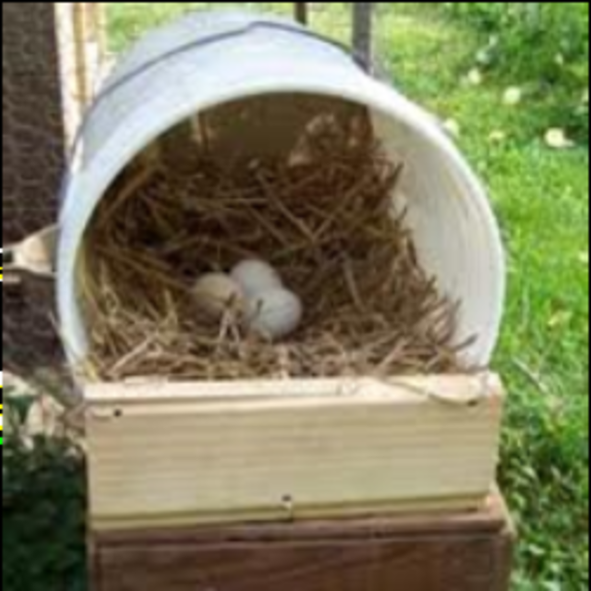 Nesting box made from a plastic utility bucket.