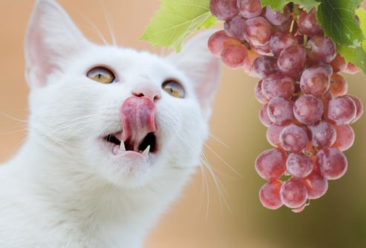 It's best to keep cats away from grapes and raisins as well. Small amounts make them ill, large amounts can lead to kidney failure.