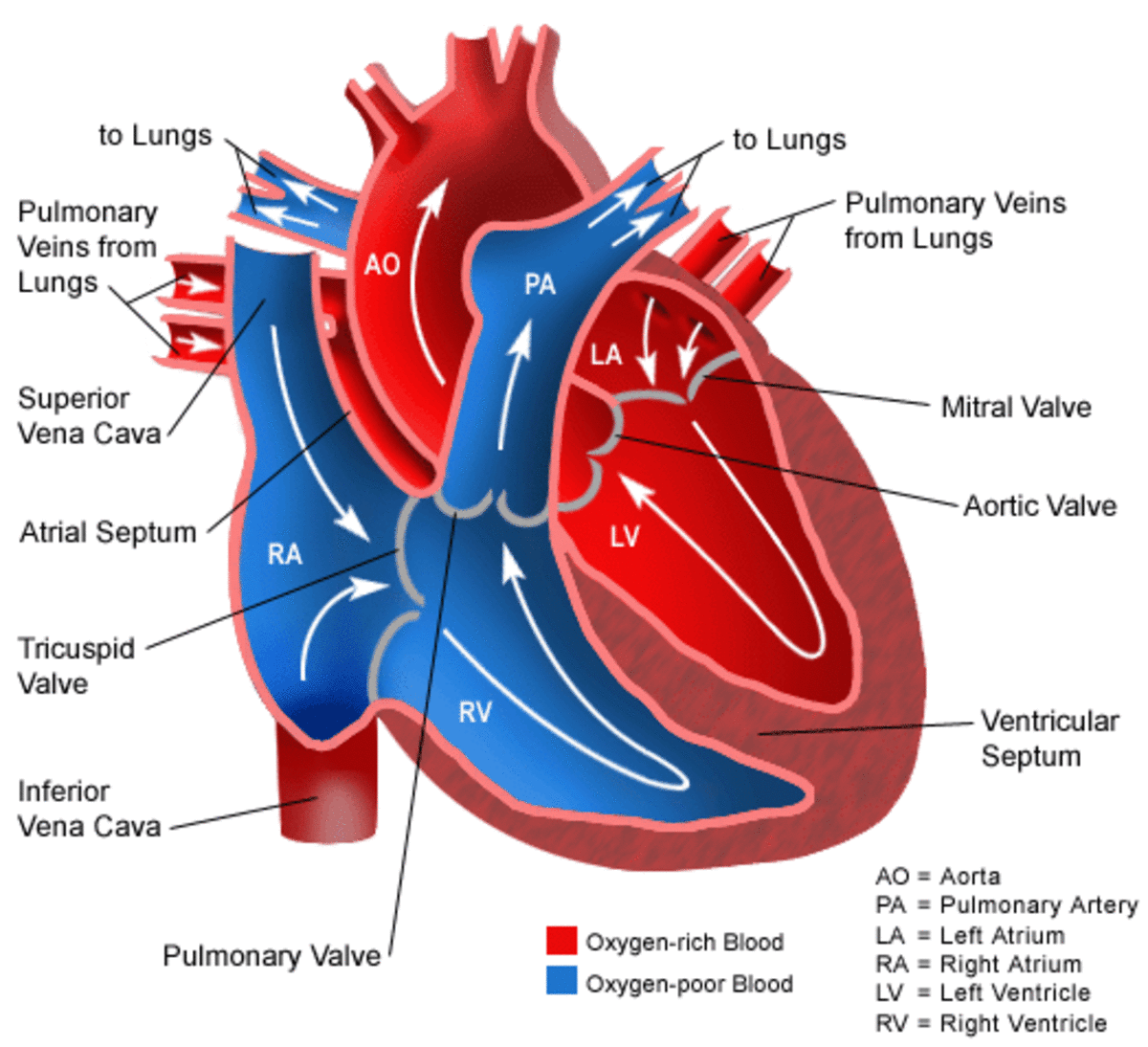 Anatomy of the Heart.  Blood from starts in Right Atrium (RA), to Right Ventricle (RV), into pulmonary arteries, into pulmonary veins, through Left Atrium(LA),fillings the Left Ventricle(LV) and into the Aorta.