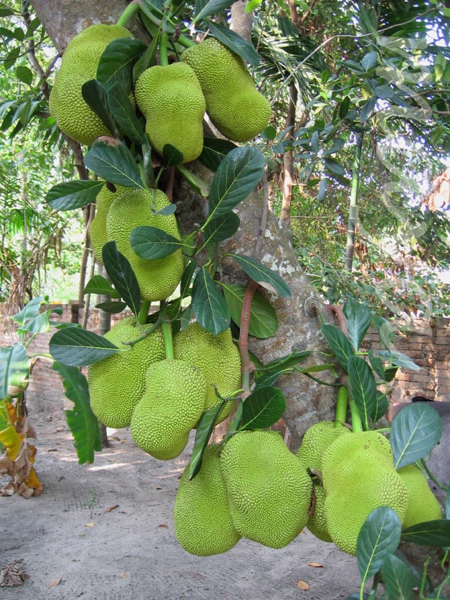 Jackfruit in Kerala