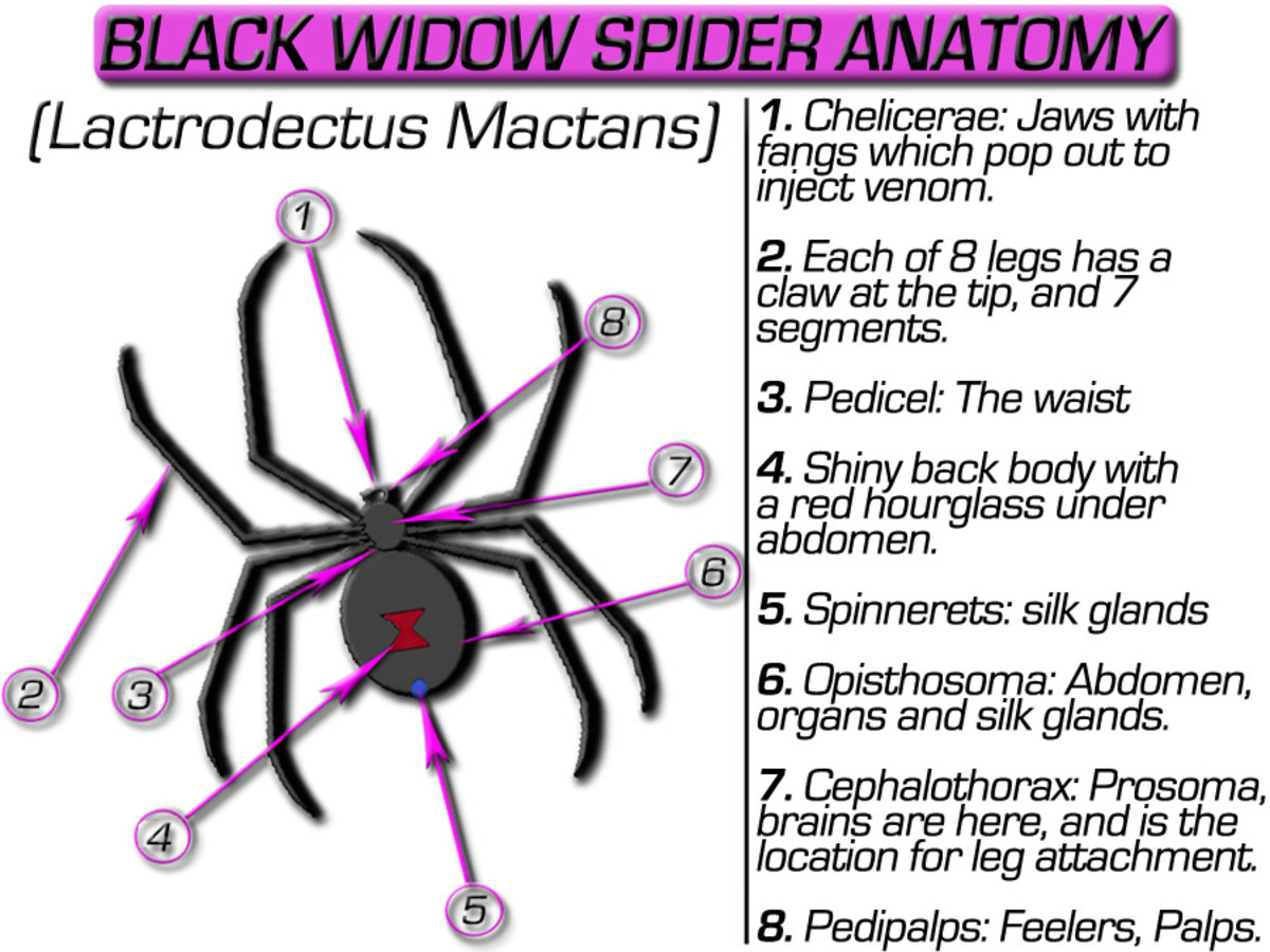 Black Widow Spider Anatomy