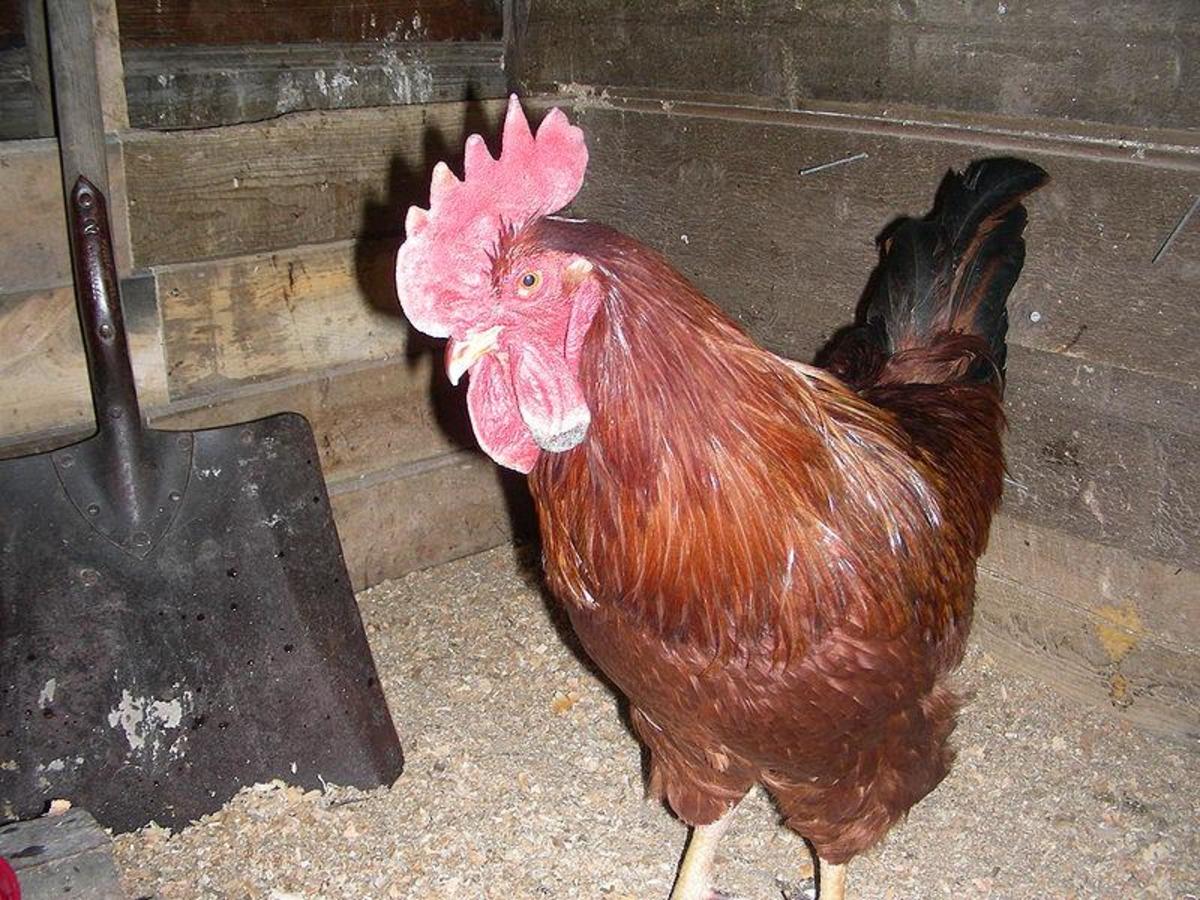 A Rhode Island Red Rooster