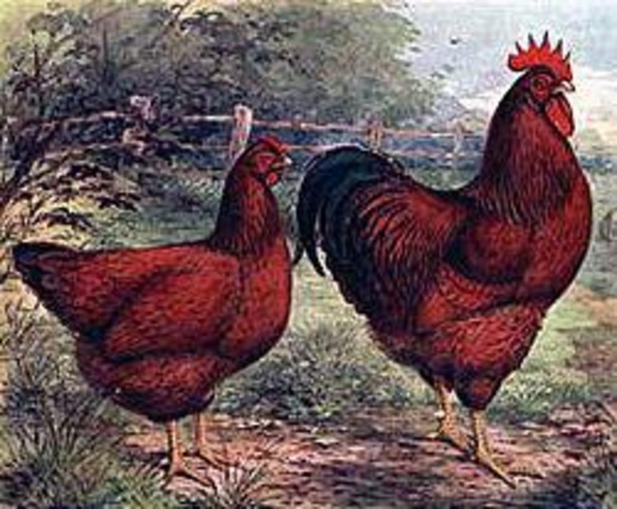 1915 Lithograph of the Rhode Island Red Hen and Rooster