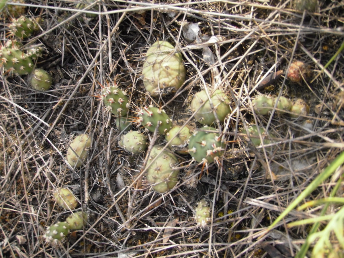 Prickly pear cactus grow on the graves.