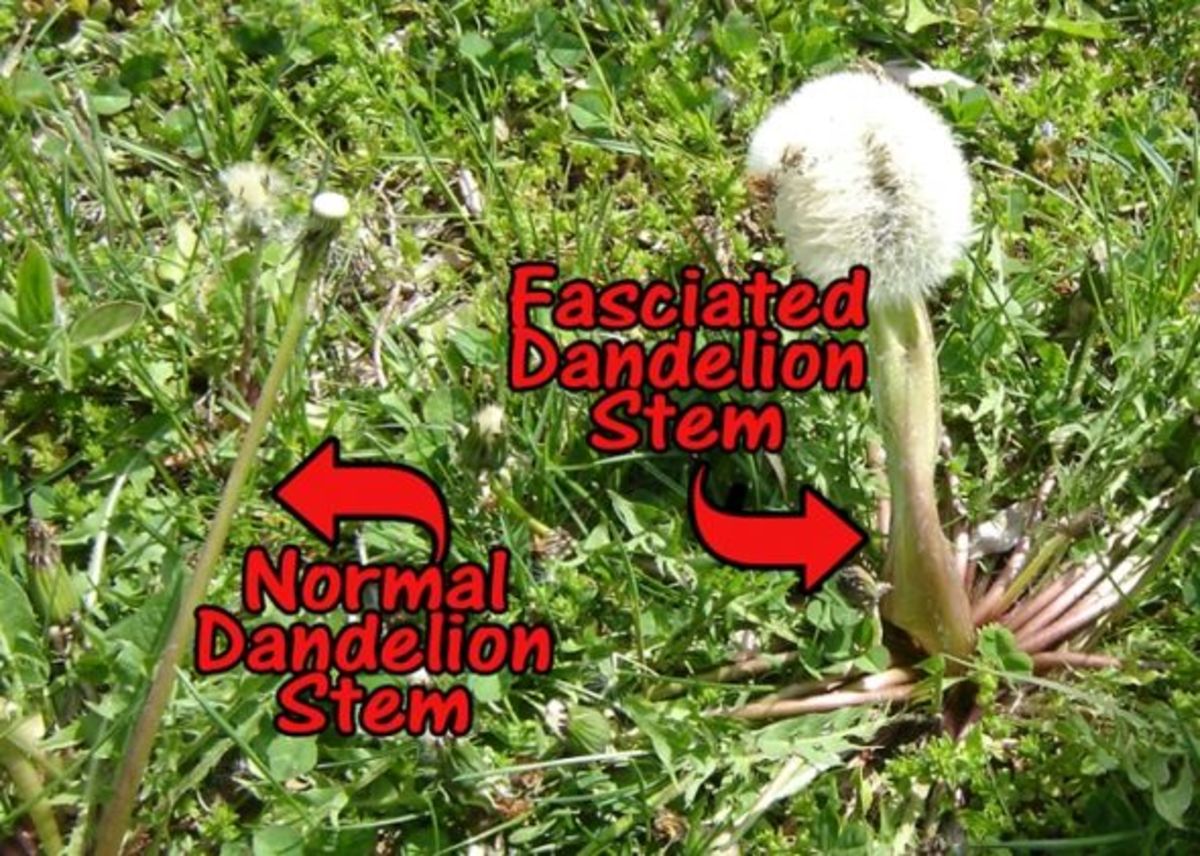 Normal Dandelion Stem vs. Fasciated Dandelion Stem