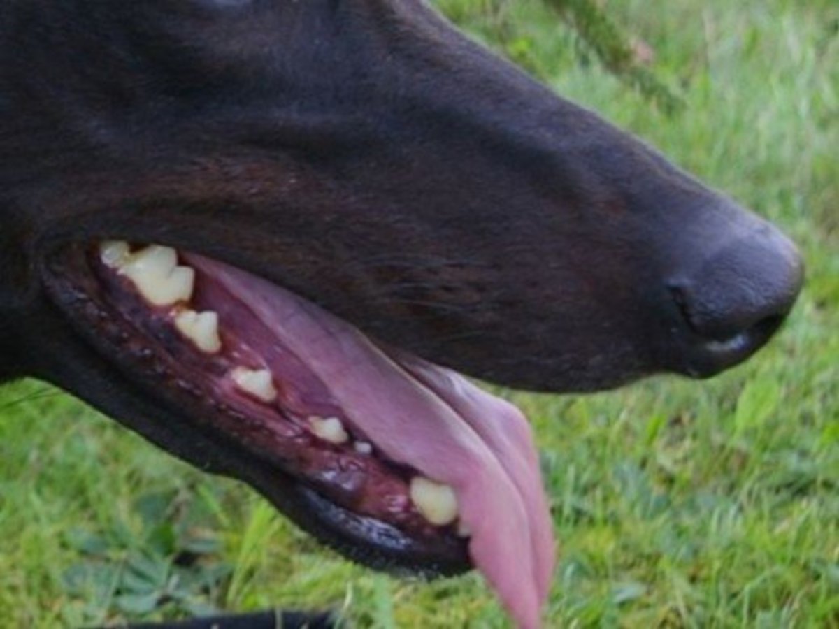 Close-up of Greyhound with good clean teeth
