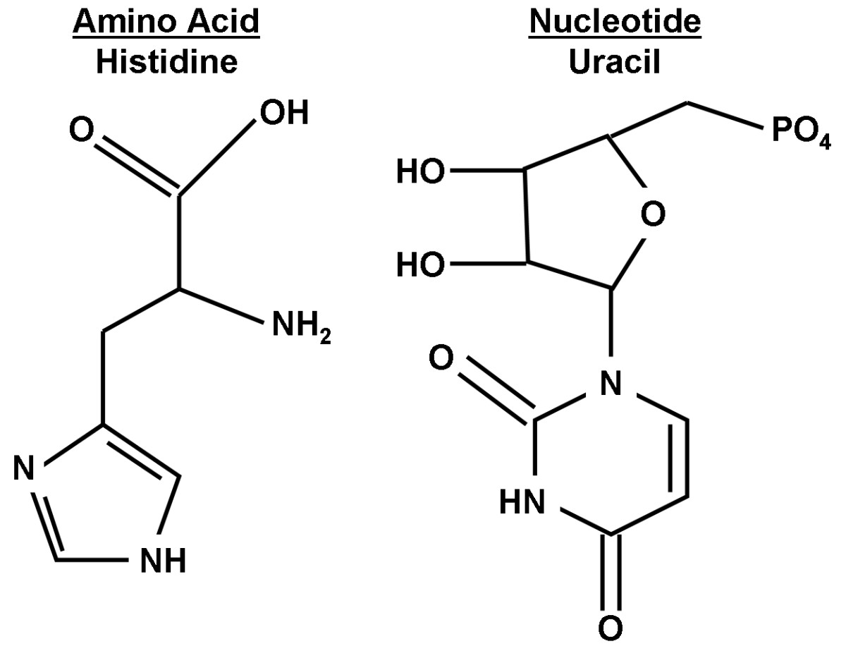 An example of how similar an amino acid (histidine) can be to a nucleotide (uracil) with regard to their chemical complexity, supporting the hypothesis that nucleotides could also have been formed in the "primordial soup."