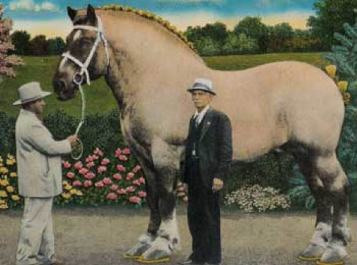 huge-horses