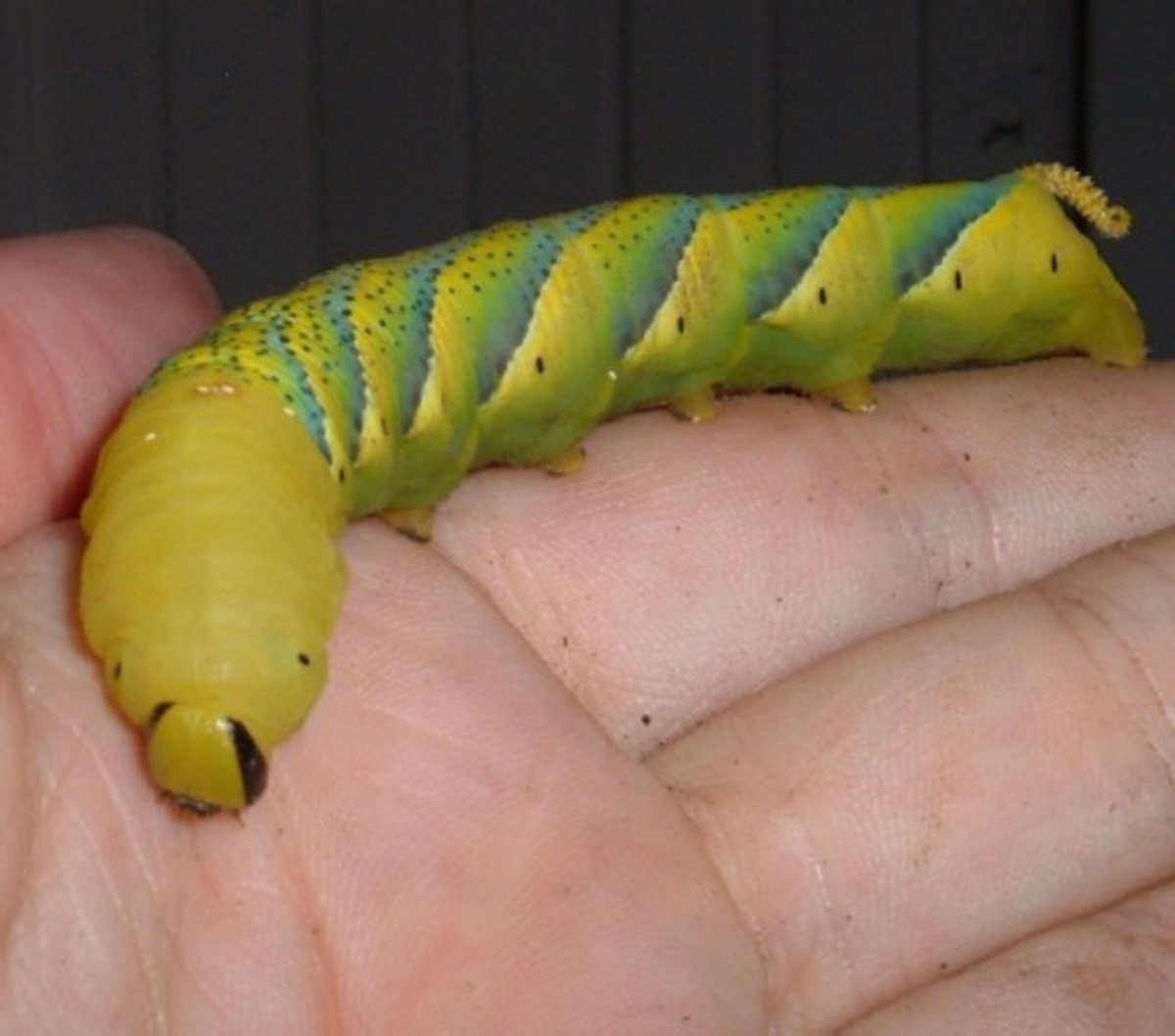 Death's Head Hawk Moth caterpillar. Photo by Steve Andrews