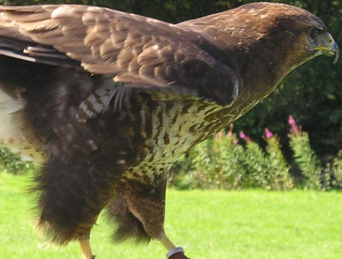 The Common Buzzard would be called the Common Hawk in America. 