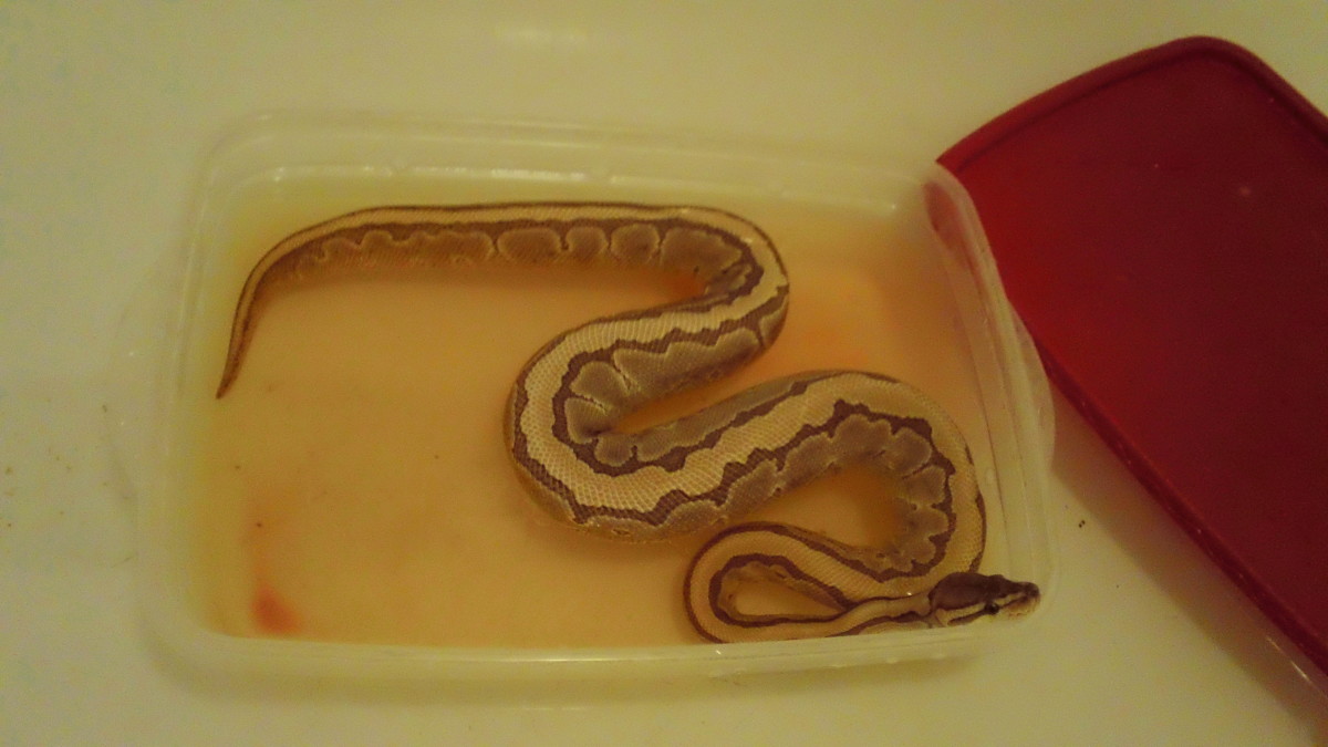 How to Treat Scale Rot in Snakes - Part I