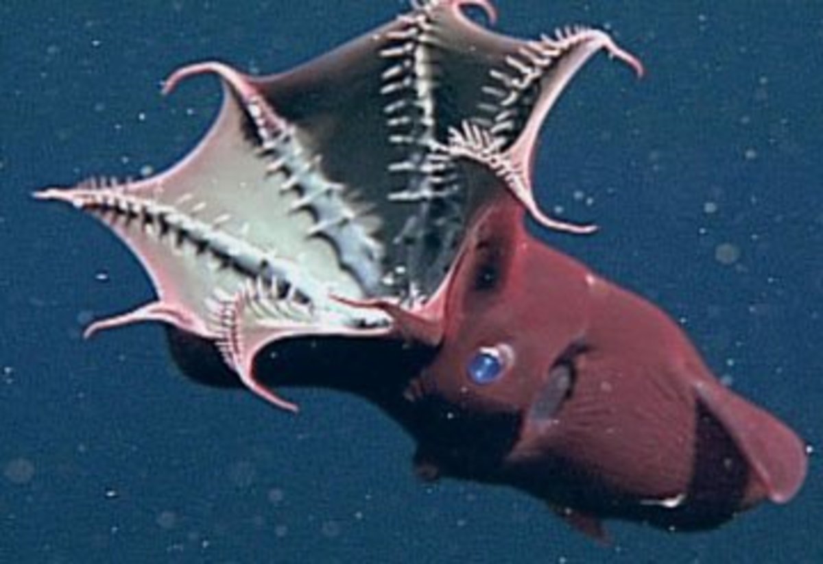 The Vampire Squid Of Hell